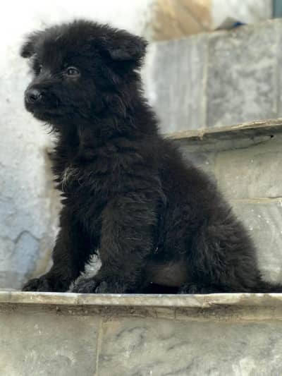 German shepherd puppies  my WhatsApp number o32452852o7