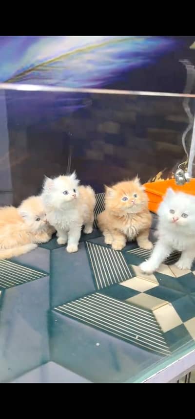 Quality Persian Punch face cat & kitten is 03233614642 WhatsApp