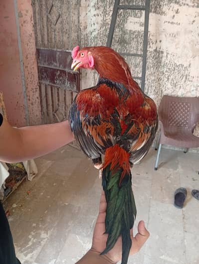 serious buyer rabta kry