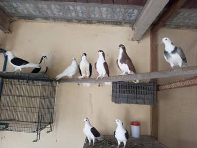 Shezari, Lakky, Sentinet aur Lathy Kabootar For Sale