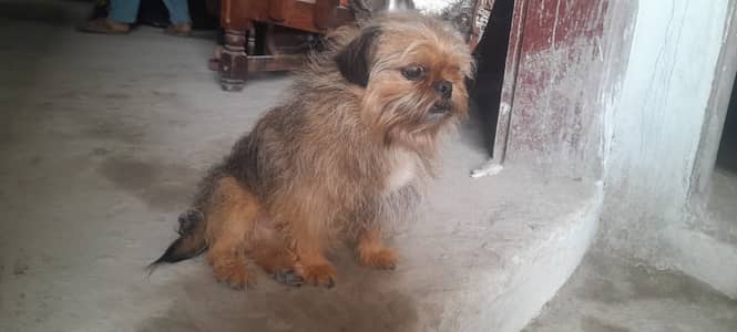 Active and healthy dog hai full train ha family dog hai