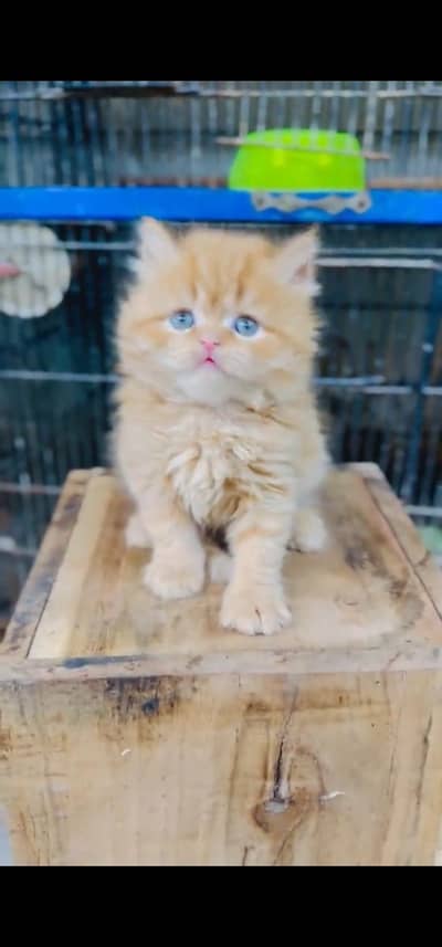 Quality Persian Punch face cat & kitten is 03233614642 WhatsApp