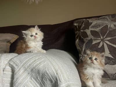 Triple coated persian kittens available
