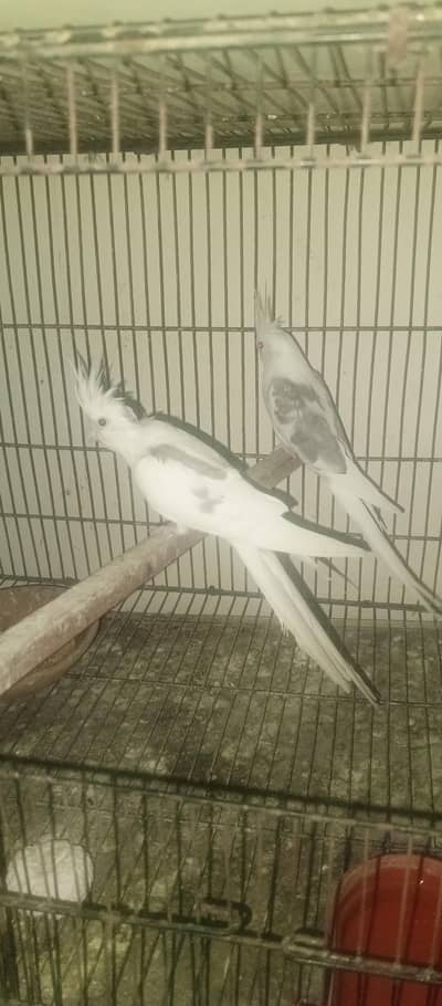 green ti ke sath breeder fair