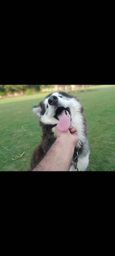 Husky puppies Available