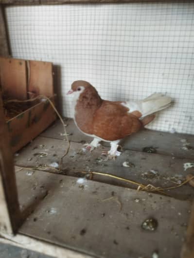 LAAL SHERAZI (PAMOOZ)