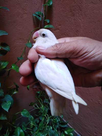 Breeder Pair Available