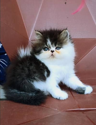 Persian Kittens |Piki peki| Triple Coated | CFA blood | fluffy |cat
