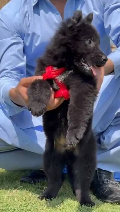 German shepherd puppies  my WhatsApp number o32452852o7