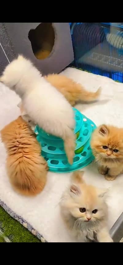Quality Persian Punch face cat & kitten is 03233614642 WhatsApp