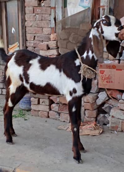Desi Bakra