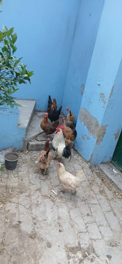 ghar ki pali dasi murgai egas dy rhai ha 8 murgai ha 1 murga ha