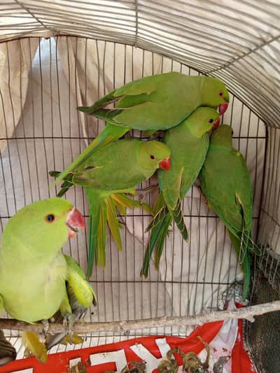 ring nek pathe hai rabta 0345.2574186