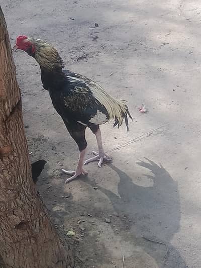 Aseel murga for sale. contact number 03435910285