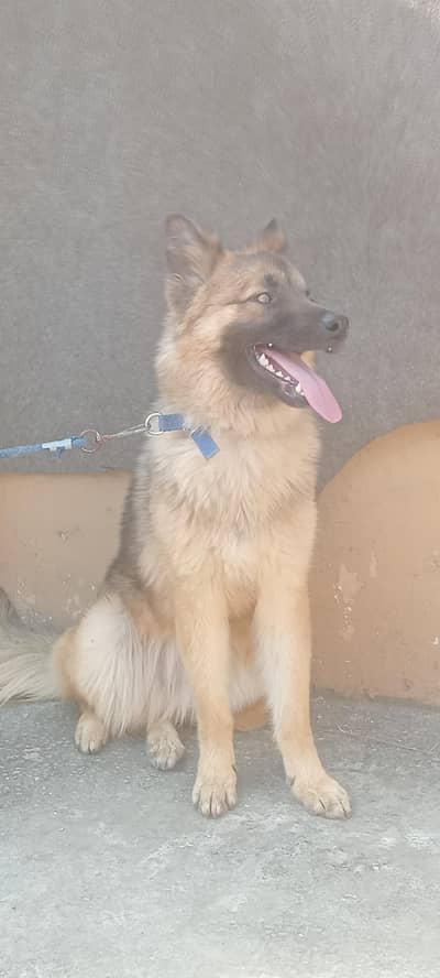 german shepherd dog for sale