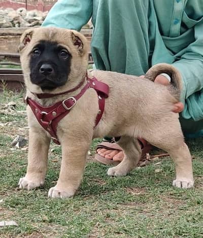 Afghan Kochi male 2months cargo all Pakistan hai