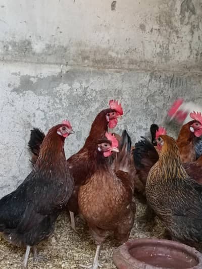 desi or misri murgian