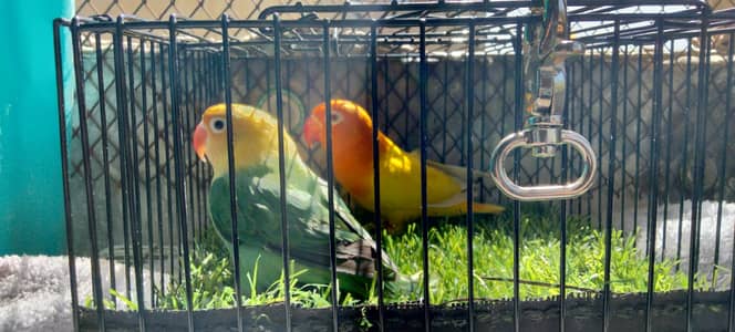 lutino opline B1B2 Male x Parblue opline Split ino Female Breeder pair