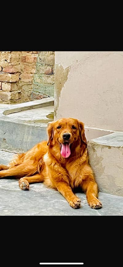 Golden retriever female