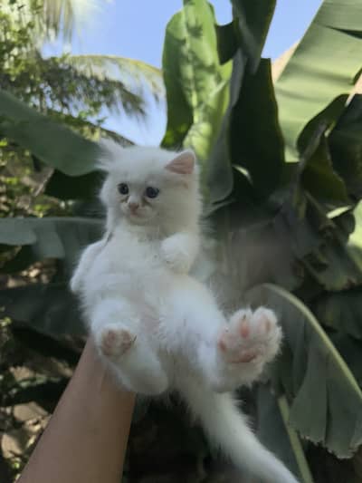 Persian Kittens available
