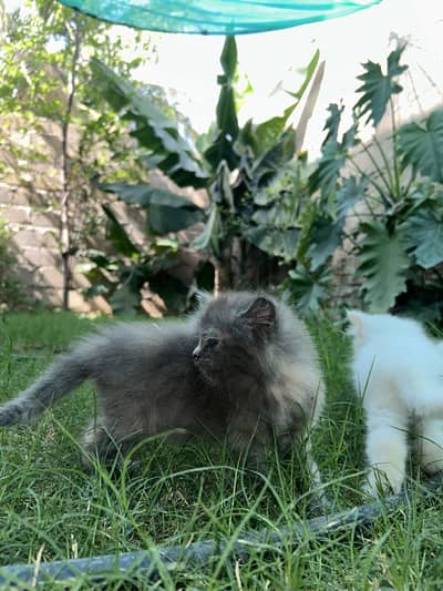 Persian kitten for sale iin Karachi | pure Breed, Healthy and cute