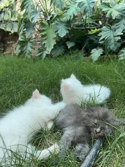 3 persian kittens for sale iin Karachi | pure Breed, Healthy and cute