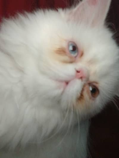 peki female odd eyes