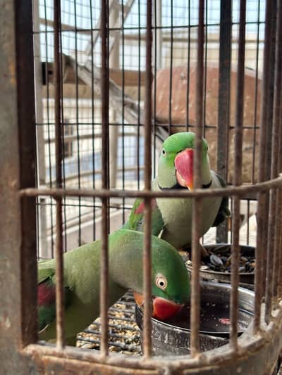 Raw parrot pair sale