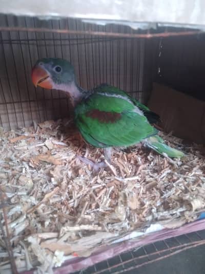 mashAllah haldi babe haa jis ko chai ha contanat karay whatapp