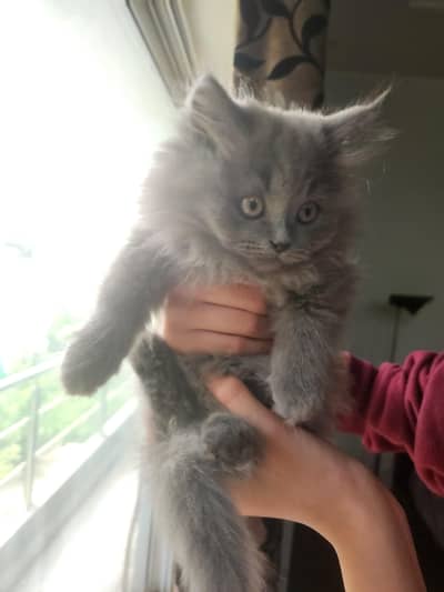 Smokey Grey Persian kitten