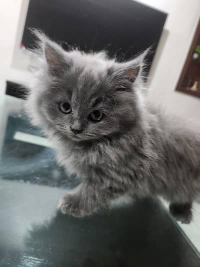 Smokey Grey Persian kitten