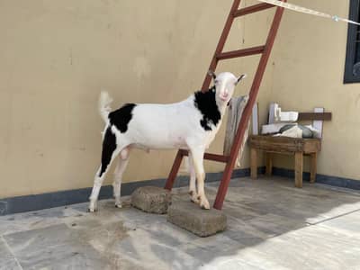 Abluk Gulabi Tedda