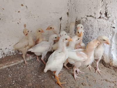 TOP QUALITY HEERA ASEEL CHICKS