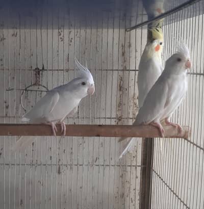 Eno Cockatiel Pair or Cream Cockatiel Female