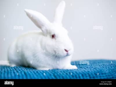 Newziland Rabbit  urgent for sale female