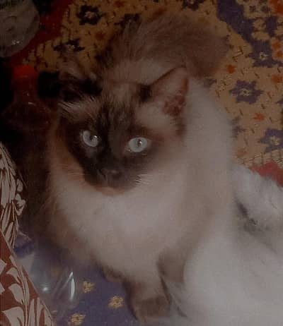 version of a Siamese