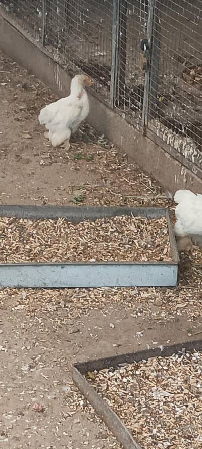 bantam chicks available A++ quality 5 chicks available