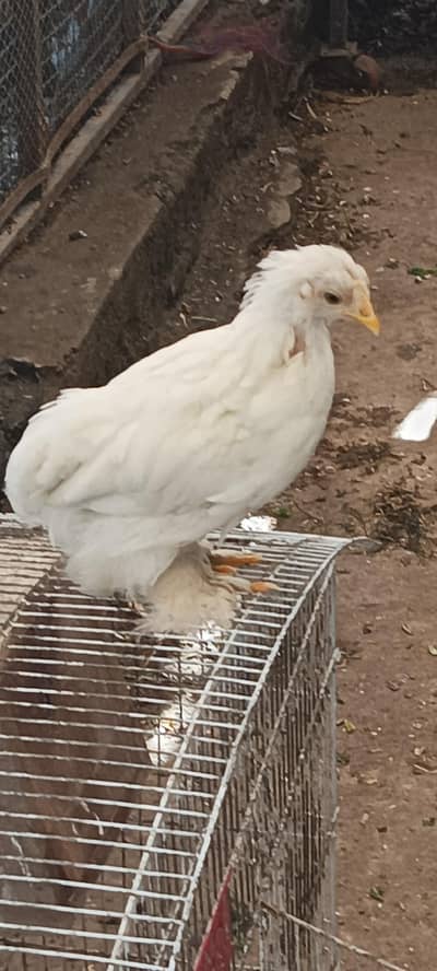 bantam chicks available A++ quality 5 chicks available
