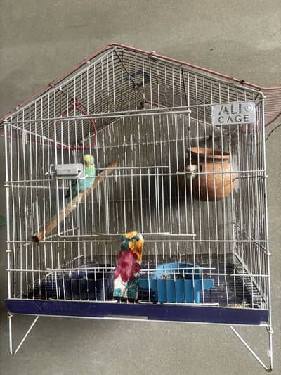Australian Parrots  For sale In pic pairs and Baby 