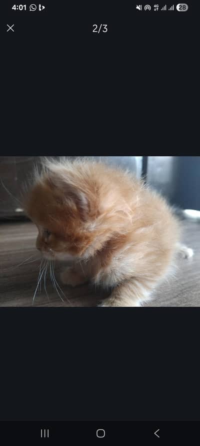 3 weeks ki hai baby playing  hai friendly hai