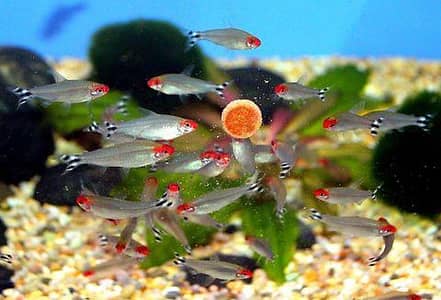 Aquarium Fish for Sale – Healthy & Beautiful Collection