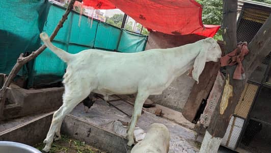 Bakra sale