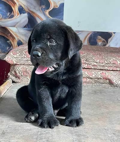 Lebra Dog Female Healthy & Active