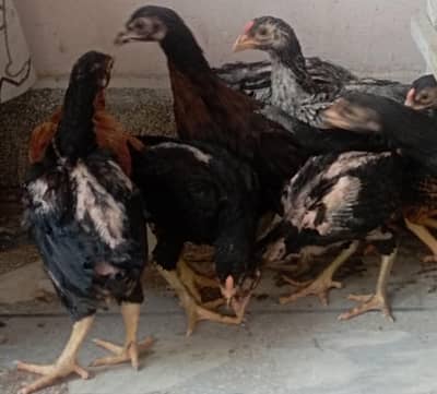 اصیل کے چوزے برائے فروخت - aseel chicks for sale
