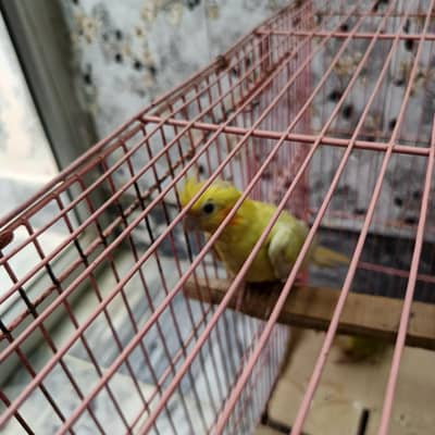 Urgent sale common white full breeder male