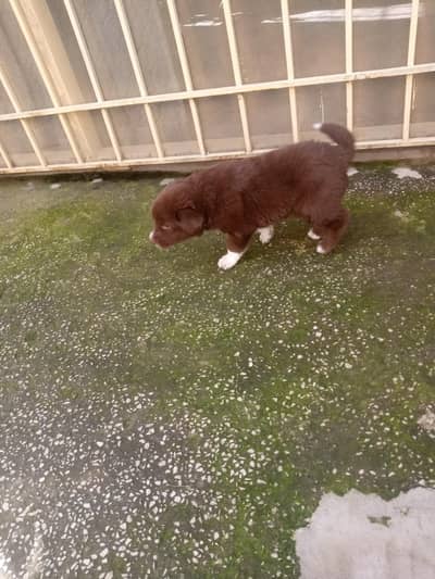 urgent sell nice puppy