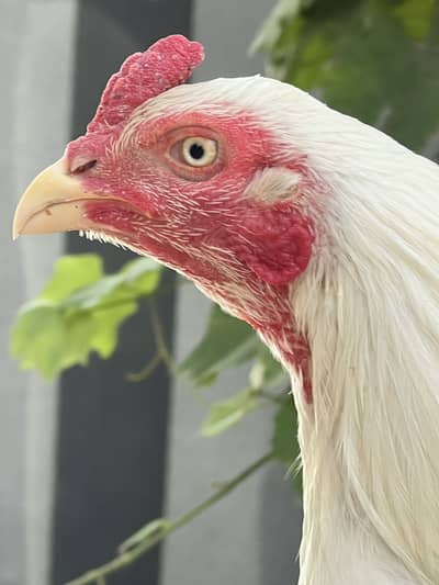 1 Aseel Heera male & 2 Aseel females