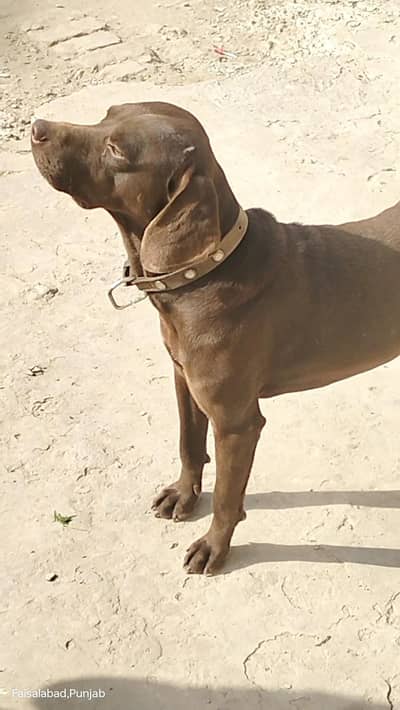 pointer dog family dog ha Arjant saal