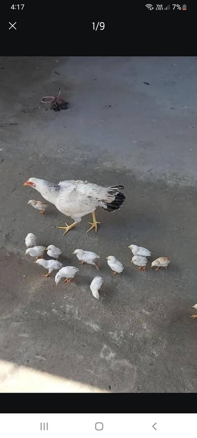 14 bacha aseel white or murgi