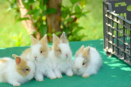 Fancy Rabbit /Holland lop /angora /Teddy bear /Newzeland/Bunnies /mini